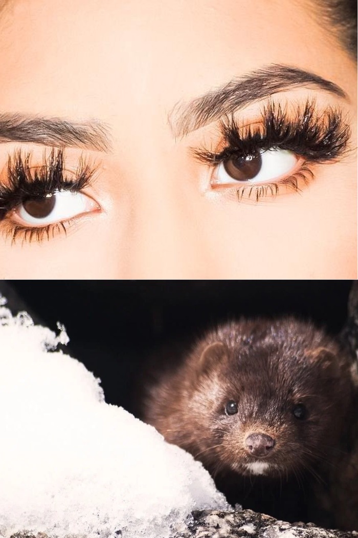 are-mink-lashes-cruelty-free-essential-facts-for-lash-salons-1