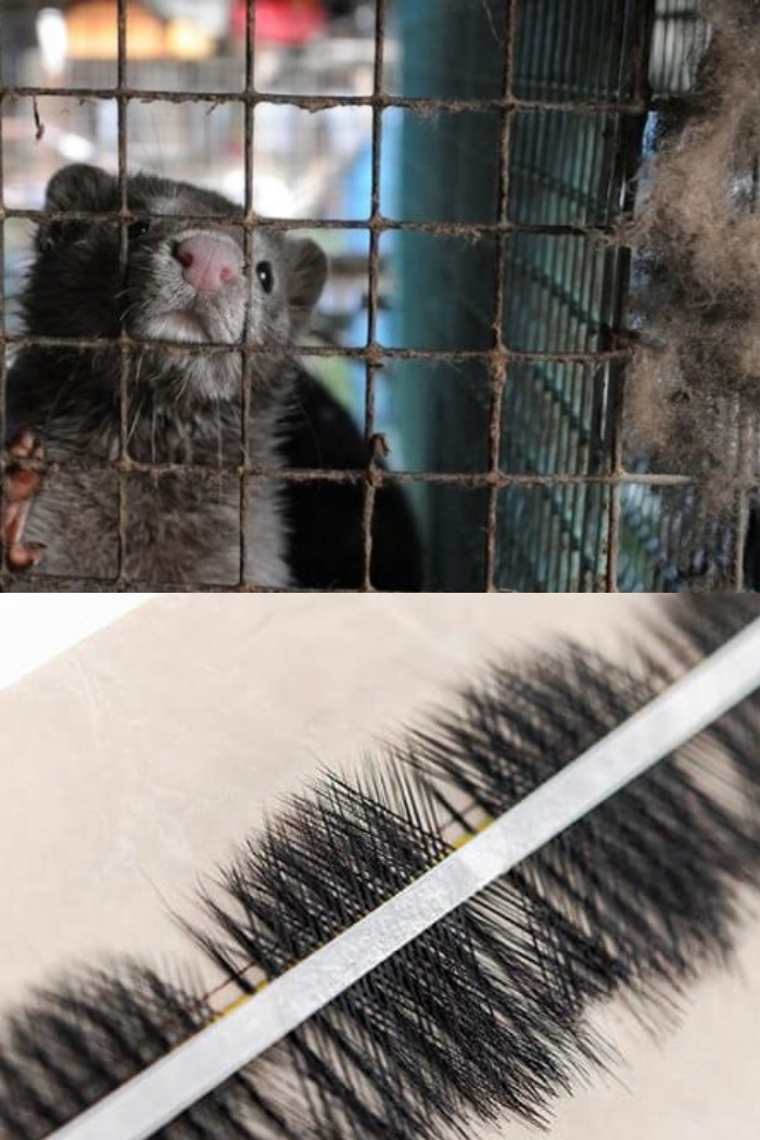 are-mink-lashes-cruelty-free-essential-facts-for-lash-salons-2