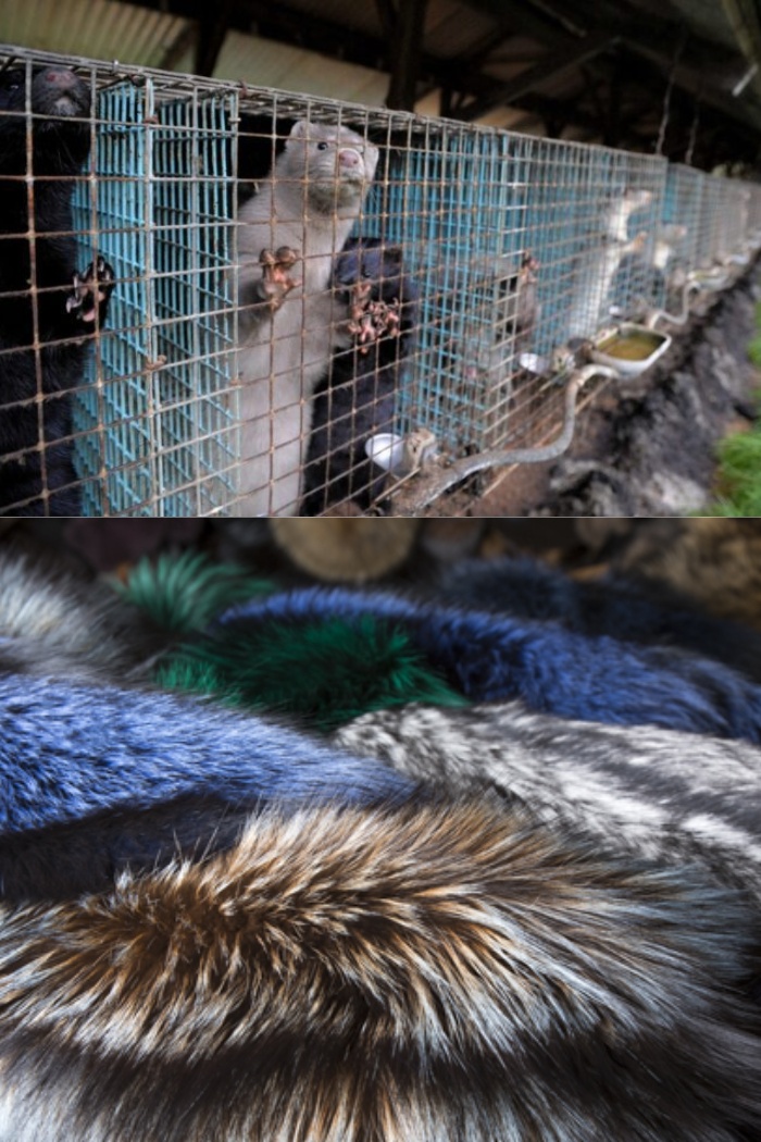 exploring-what-are-mink-lashes-made-of-and-their-cruelty-free-status-1