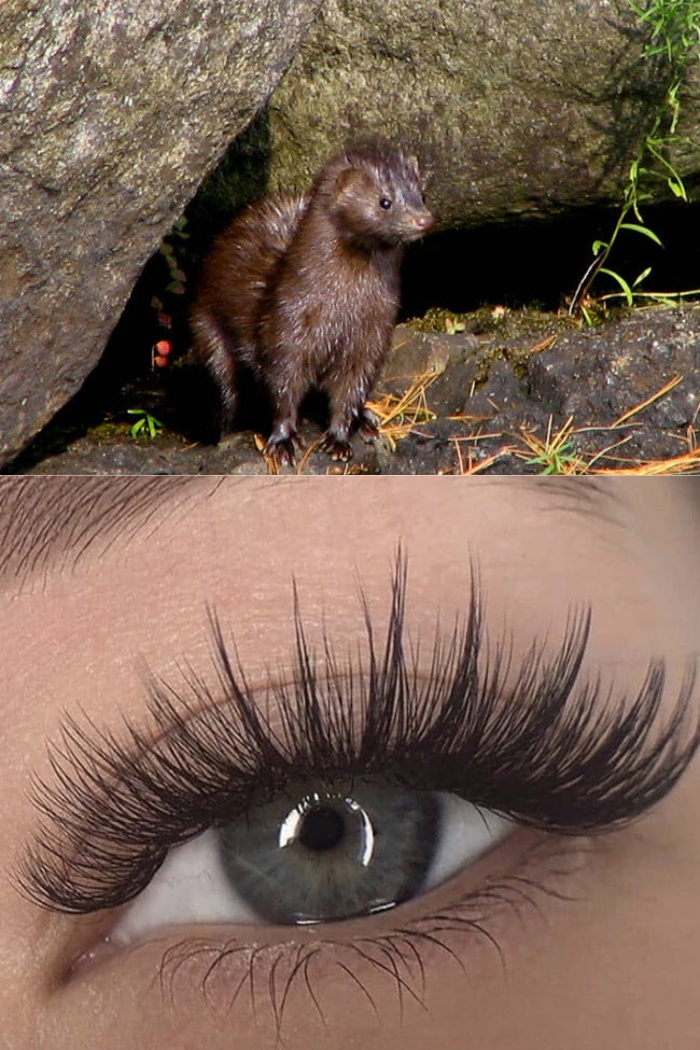 exploring-what-are-mink-lashes-made-of-and-their-cruelty-free-status-2